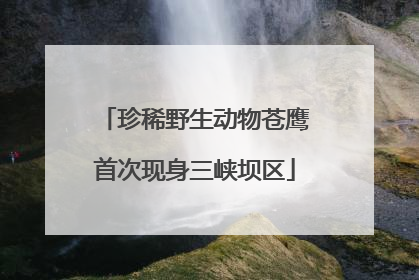 珍稀野生动物苍鹰首次现身三峡坝区