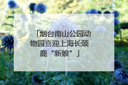 烟台南山公园动物园喜迎上海长颈鹿“新娘”