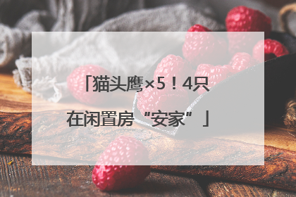 猫头鹰×5！4只在闲置房“安家”