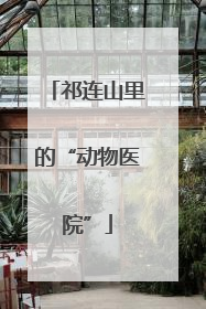 祁连山里的“动物医院”