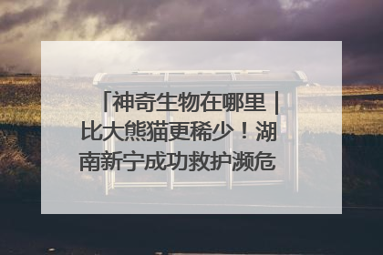 神奇生物在哪里｜比大熊猫更稀少！湖南新宁成功救护濒危鸟类海南鳽