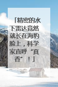精密的水下雷达竟然就长在海豹脸上，科学家直呼“真香”！