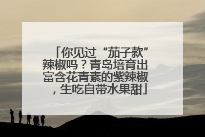 你见过“茄子款”辣椒吗？青岛培育出富含花青素的紫辣椒，生吃自带水果甜