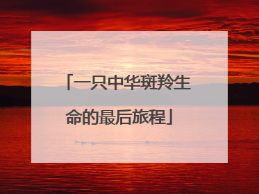 一只中华斑羚生命的最后旅程