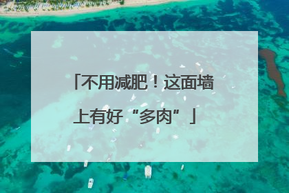 不用减肥！这面墙上有好“多肉”