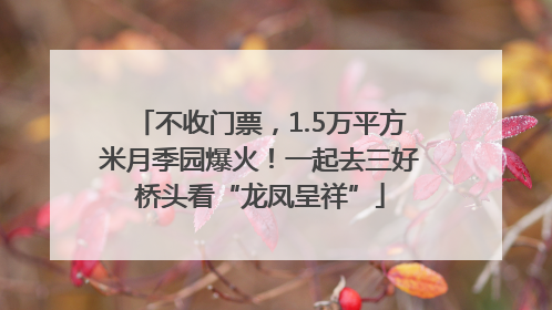 不收门票，1.5万平方米月季园爆火！一起去三好桥头看“龙凤呈祥”