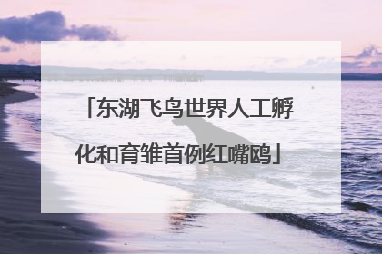 东湖飞鸟世界人工孵化和育雏首例红嘴鸥