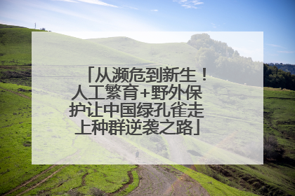 从濒危到新生！人工繁育+野外保护让中国绿孔雀走上种群逆袭之路