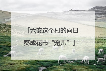 六安这个村的向日葵成花市“宠儿”