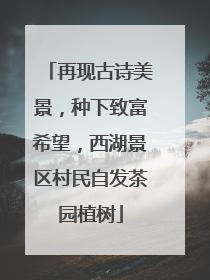 再现古诗美景，种下致富希望，西湖景区村民自发茶园植树