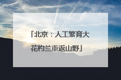 北京：人工繁育大花杓兰重返山野