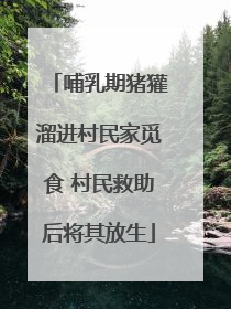 哺乳期猪獾溜进村民家觅食 村民救助后将其放生