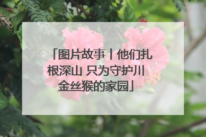 图片故事丨他们扎根深山 只为守护川金丝猴的家园