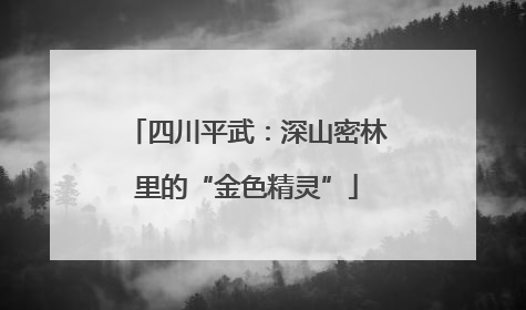 四川平武：深山密林里的“金色精灵”