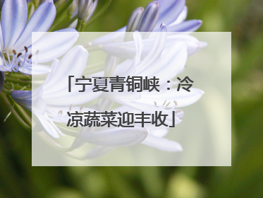 宁夏青铜峡：冷凉蔬菜迎丰收
