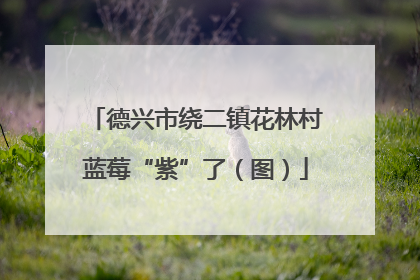 德兴市绕二镇花林村蓝莓“紫”了（图）