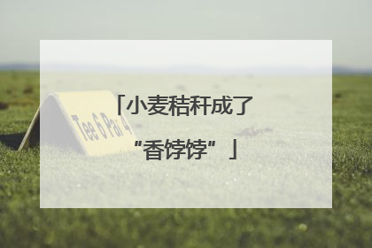 小麦秸秆成了“香饽饽”
