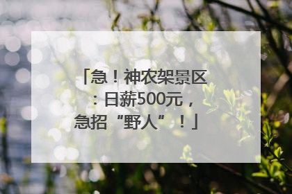 急！神农架景区：日薪500元，急招“野人”！