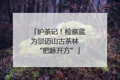 护茶记！检察蓝为景迈山古茶林 “把脉开方”