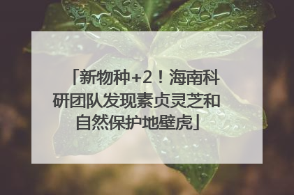 新物种+2！海南科研团队发现素贞灵芝和自然保护地壁虎