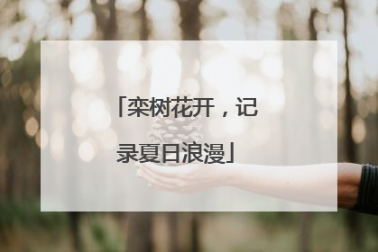 栾树花开，记录夏日浪漫