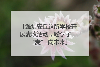 潍坊安丘这所学校开展麦收活动，盼学子 “麦” 向未来