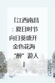 江西南昌：夏日时节向日葵盛开 金色花海“醉”游人