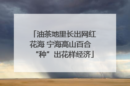 油茶地里长出网红花海 宁海高山百合“种”出花样经济