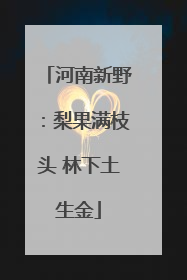 河南新野：梨果满枝头 林下土生金