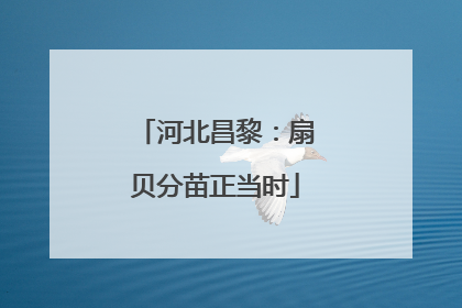 河北昌黎：扇贝分苗正当时