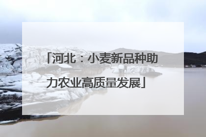 河北：小麦新品种助力农业高质量发展