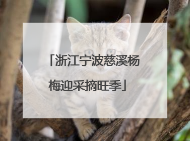 浙江宁波慈溪杨梅迎采摘旺季
