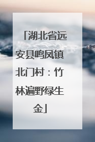 湖北省远安县鸣凤镇北门村：竹林遍野绿生金