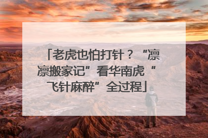 老虎也怕打针？“凛凛搬家记”看华南虎“飞针麻醉”全过程
