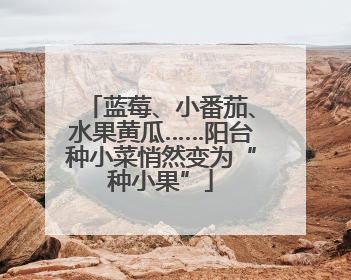 蓝莓、小番茄、水果黄瓜……阳台种小菜悄然变为“种小果”