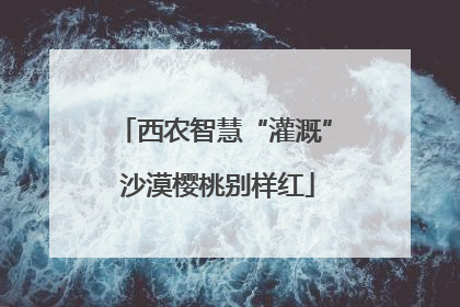西农智慧“灌溉” 沙漠樱桃别样红