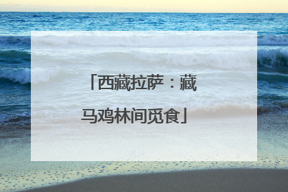 西藏拉萨：藏马鸡林间觅食