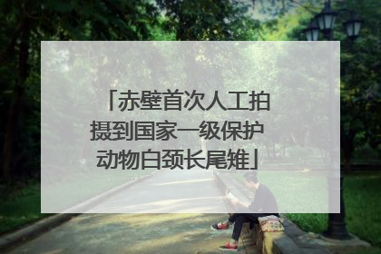 赤壁首次人工拍摄到国家一级保护动物白颈长尾雉