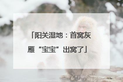 阳关湿地：首窝灰雁“宝宝”出窝了