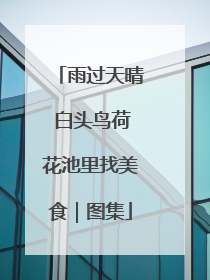 雨过天晴 白头鸟荷花池里找美食｜图集