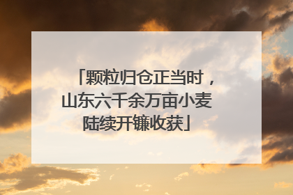 颗粒归仓正当时，山东六千余万亩小麦陆续开镰收获